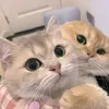SavannahSentinel - @user7086311083091 - TikTok