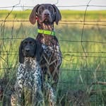 Royal S Gun Dogs l Owner: Savannah Greene - @royalsgundogs - Instagram