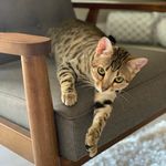 Hendrix - @hendrix_savannah_ - Instagram