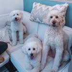 Savannah, Henry + Charli - @savannahhenrycharlidoodle - Instagram