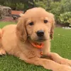 savannahlin445 - @thehunterpupper - TikTok