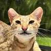 Link the mini Cheetah 🐆 - @link_savannah - TikTok