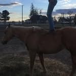 Savannah Marshall - @rescue_rider - Instagram