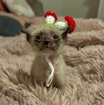 Savanna Sue Murrell - Facebook