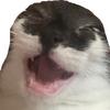 user12743133917 - @savannah.is.a.roach - TikTok