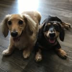 Stanley&Savannah - @stanleyandsavannah - Instagram