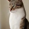 Catnip 🙀 - @savethewhalesssok - TikTok