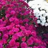 Sawsan Bitar - @sawsan.bitar - TikTok