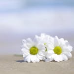 Sawsan Farhat - @sawsan.farhat.3388 - Instagram