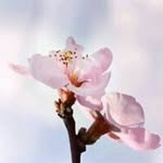 Sawsan Farhat - @sawsan.farhat - Instagram