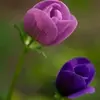 Sawsan Farhat - @sawsanfarhat0 - TikTok
