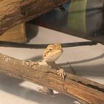 Scarlet - @scarlet_the_beardie - Instagram