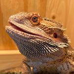 SCARLETT - @scarlett.the.beardie - Instagram