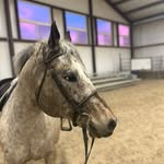 Scarlet Blake - @scarlet__eq - Instagram