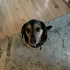 scarlettt - @scarlett.chambers88 - TikTok