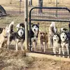 Scarlett Davis - @almahuskyrescueoutreach - TikTok