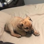 Sebastian Scarlet Decker - @bashthegreatdane - Instagram