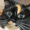 scarlettfields - @scarlettkittymeow - TikTok