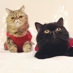 S&F Exotic Shorthairs - @scarlet_and_fields - Instagram