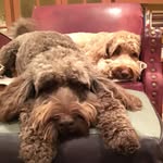 Scarlett&Gable&Olive - @_threepuppers_ - Instagram