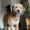 Chris Neese696 - @scarlet..gray - TikTok