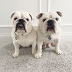 Scarlet & Gray Bulldogs - @scarletandgraybulldogs - Instagram