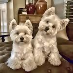 Scarlet & Grayce - @scarlet_and_grayce - Instagram
