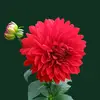 Scarlet Gray - @scarlet.gray04 - TikTok