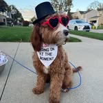 Scarlet Gray Heimbach - @scarlet.the.cavapoo - Instagram