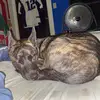 Scarlett Gray - @the.scarlett.21 - TikTok