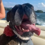 Scarlet Finley Hall - @scarlet_the.boxer - Instagram