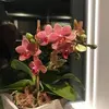 scarlettharrison58 - @scarlettharrison58 - TikTok
