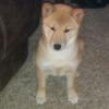 Pets - @scarlethenderson - TikTok