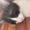 scarlet hill - @scarlet.hill7 - TikTok