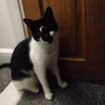 Scarlet Holmes - @scarletholmes953 - Instagram