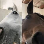 Scarlet Lam - @scarletlam97 - Instagram