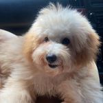 Levy Scarlet | Poodle mix Shih Tzu - @levy_scarlet3 - Instagram