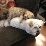 Scarlet And Luna - @scarlet_luna_boller - Instagram