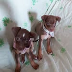 Scarlett y Michael Chihuahuas - @scarlettymichael - Instagram