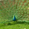 Scarlett Morse - @scarlett.morse3 - TikTok