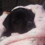 Scarlet Orr - @scarlet_the_super_dog_22 - Instagram