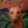 scarletrice5 - @scar.scarbtc - TikTok