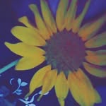 scarlet - @scarlet_rivers123 - Instagram