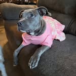 Scarlet Sanchez/Valencia 🐕 RedNose/BlueNose Mixed Pit - @scarletsanchez030219 - Instagram