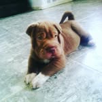 Scarlett🐶💕 - @scarlet_sharpei - Instagram