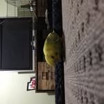 Scarlet Thomas - @pearoythebuggie - Instagram