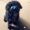 Scarlett Waller - @scarlett.w2006 - TikTok