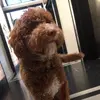Imscarlettwang - @scarlett.wang5 - TikTok