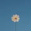 Scarlett Wang - @scarlett.wang0705 - TikTok