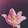 Scarlet.Waters - @scarletwater - TikTok